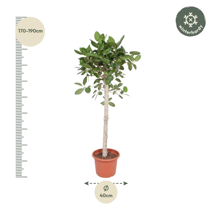 Ficus Benghalensis boom - ↕180cm - Ø40cm