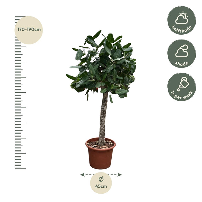 Ficus Benghalensis boom - ↕180cm - Ø45cm