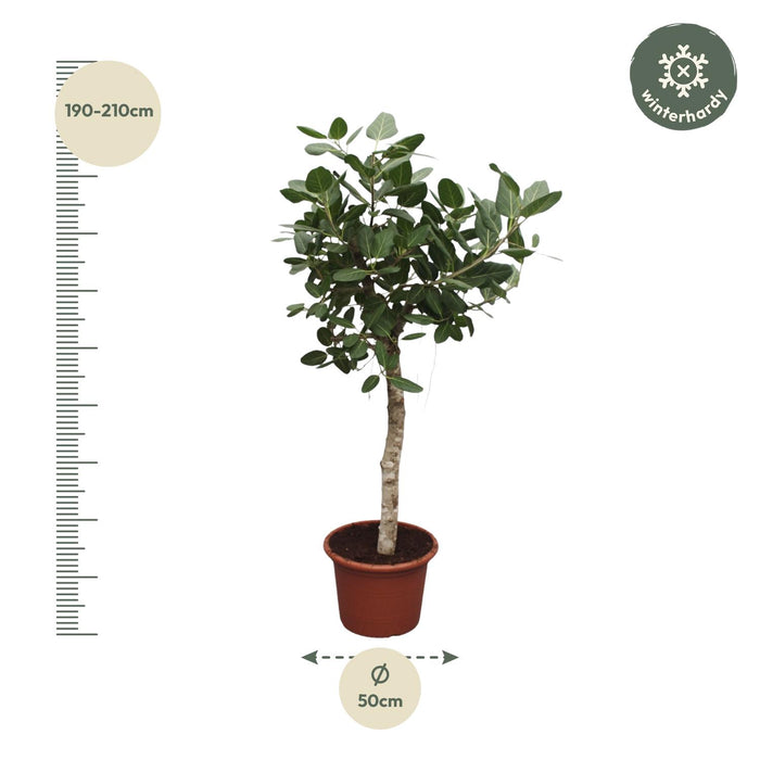 Ficus Benghalensis boom - ↕200cm - Ø50cm