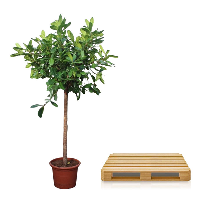 Ficus Cyathistipula boom - ↕250cm - Ø50cm