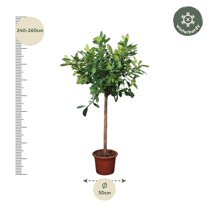 Ficus Cyathistipula boom - ↕250cm - Ø50cm