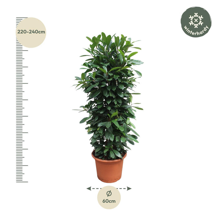 Ficus Cyathistipula gaasrek - ↕230cm - Ø60cm