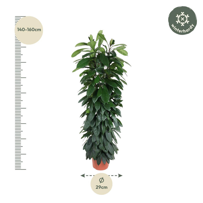 Ficus Cyatistipula zuil - ↕150cm - Ø29cm