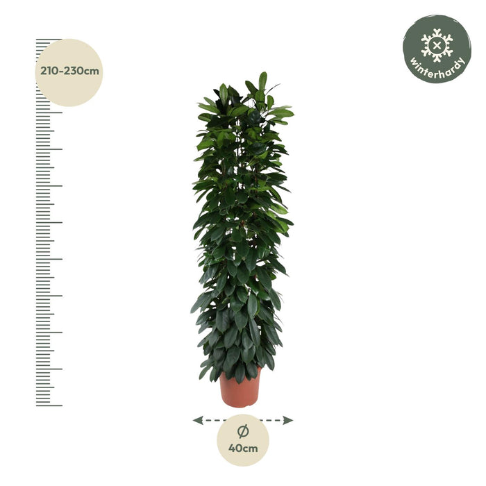 Ficus Cyatistipula zuil - ↕220cm - Ø40cm