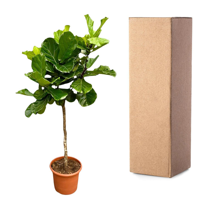 Ficus Lyrata boom XXL - ↕210cm - Ø40cm