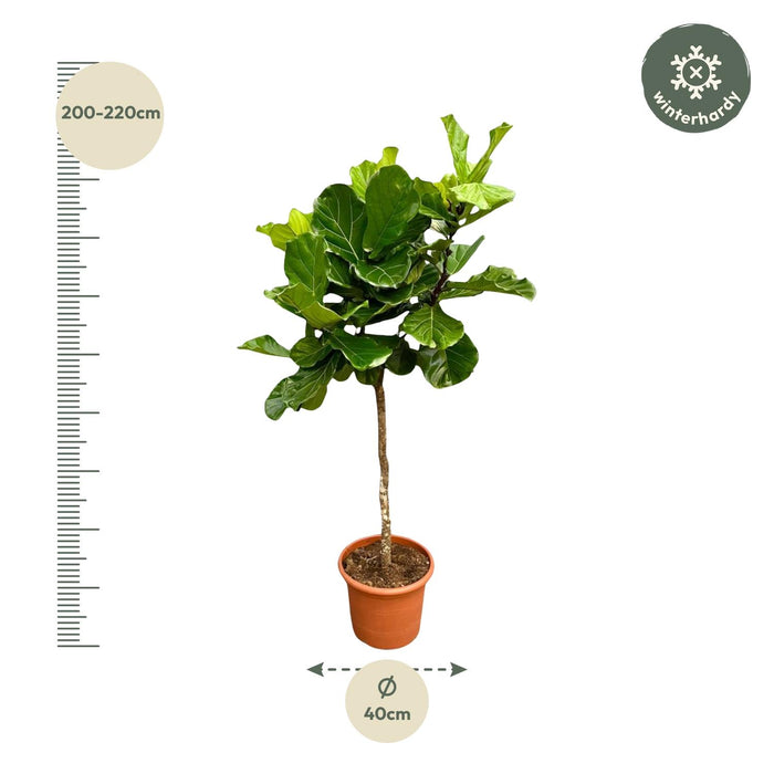 Ficus Lyrata boom XXL - ↕210cm - Ø40cm