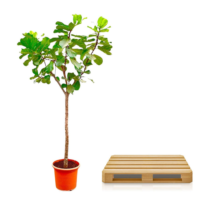 Ficus Lyrata boom XXXL - ↕300cm - Ø55cm