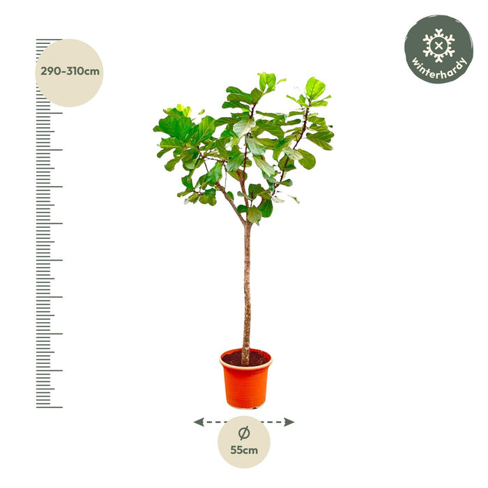 Ficus Lyrata boom XXXL - ↕300cm - Ø55cm