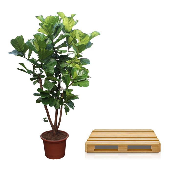 Ficus Lyrata vertakt - ↕240cm - Ø50cm