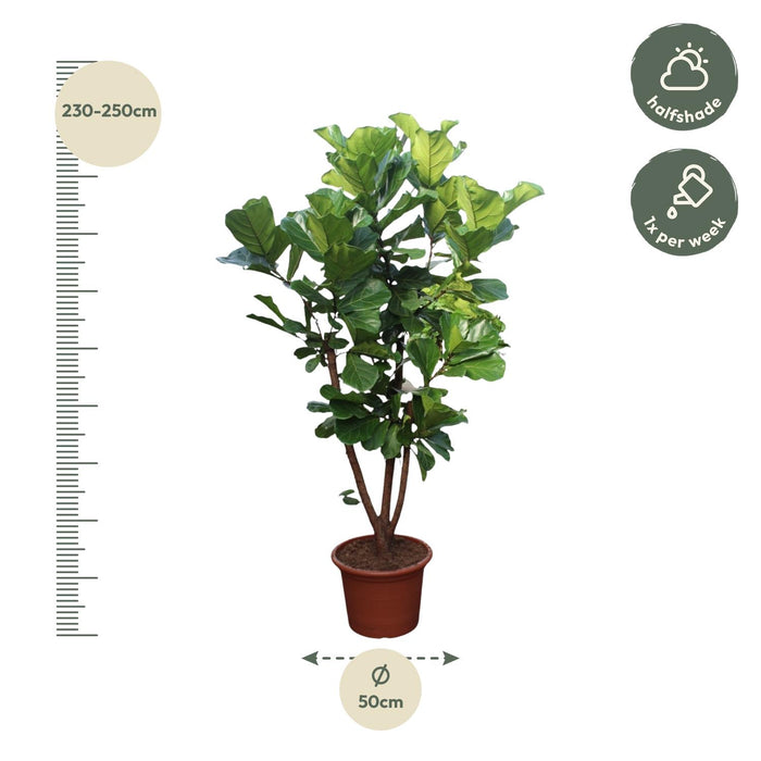 Ficus Lyrata vertakt - ↕240cm - Ø50cm