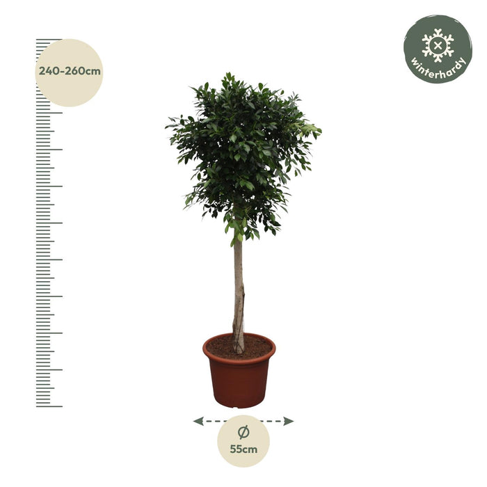 Ficus Nitida boom - ↕250cm - Ø55cm