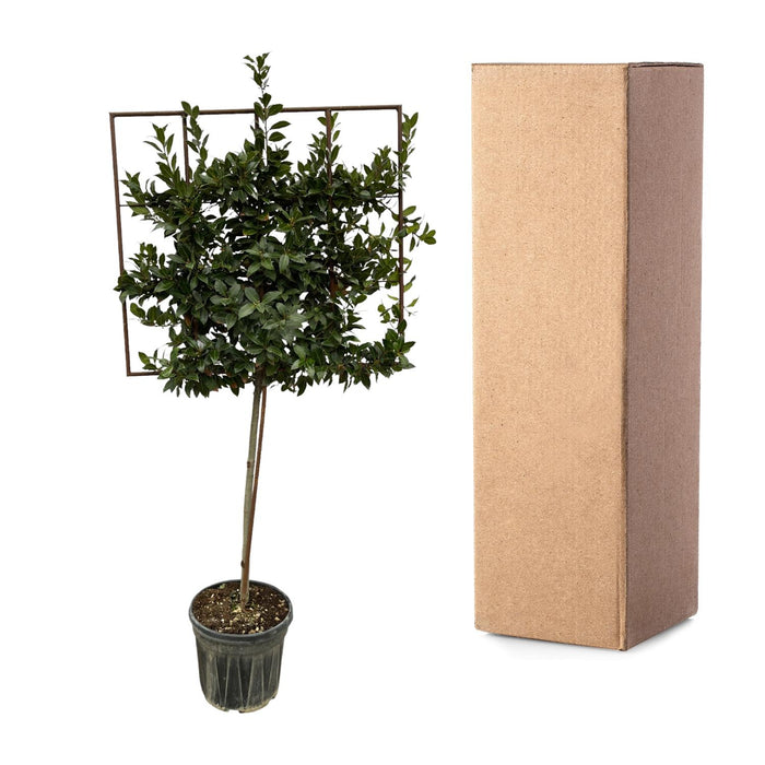 Laurus Nobilis boom op rek - ↕225cm - Ø40cm