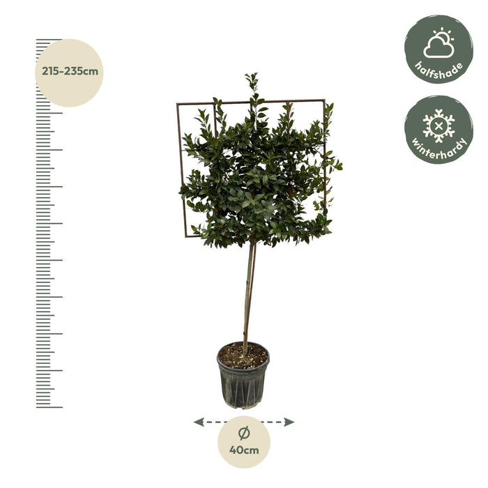 Laurus Nobilis boom op rek - ↕225cm - Ø40cm