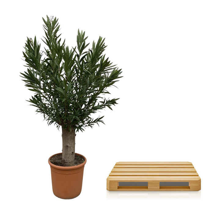 Nerium Oleander Bonsai - ↕190cm - Ø45cm