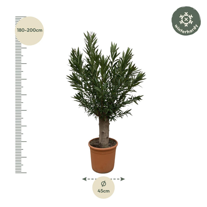 Nerium Oleander Bonsai - ↕190cm - Ø45cm