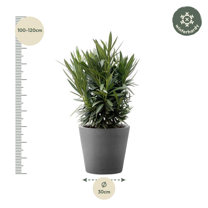 Nerium Oleander struik met witte bloem - 110cm- Ø30