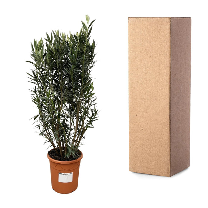 Nerium Oleander struik - 180cm- Ø40