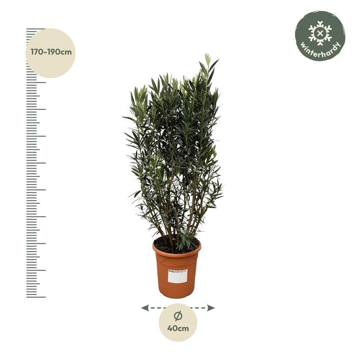 Nerium Oleander struik - 180cm- Ø40