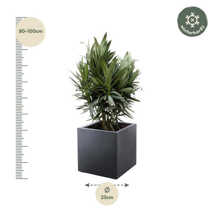 Nerium Oleander struik met rode bloem - 90cm- Ø25