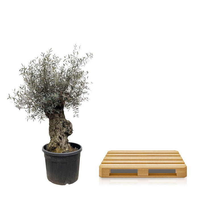 Olea Europaea Bonsai - ↕250cm- Ø65cm