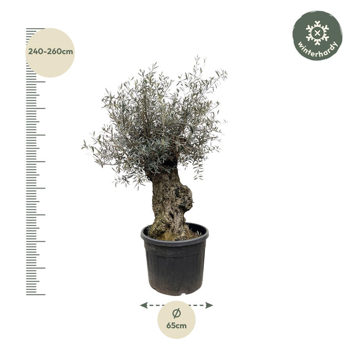 Olea Europaea Bonsai - ↕250cm- Ø65cm