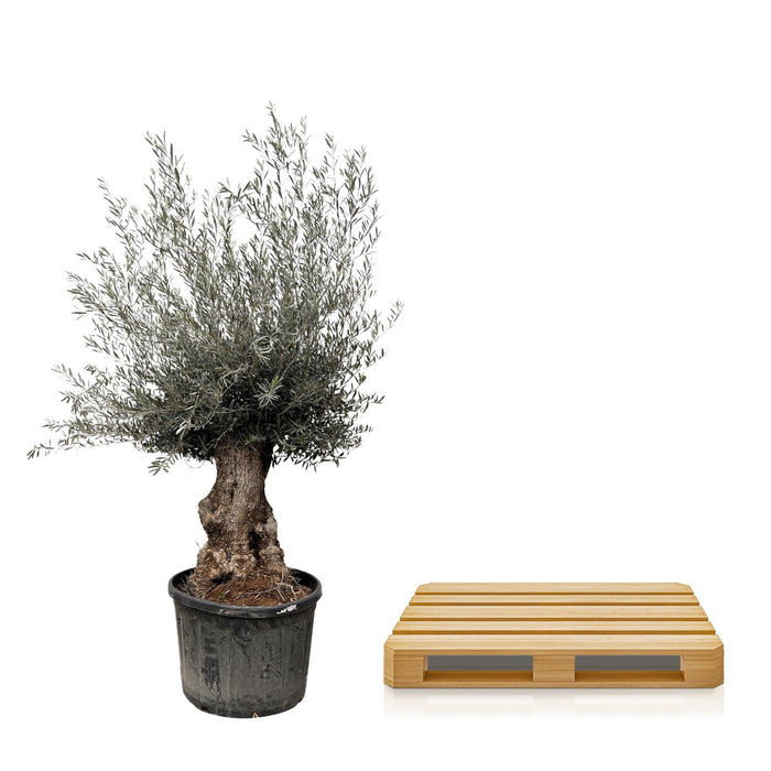 Olea Europaea Bonsai - ↕225cm- Ø80