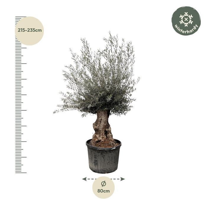 Olea Europaea Bonsai - ↕225cm- Ø80