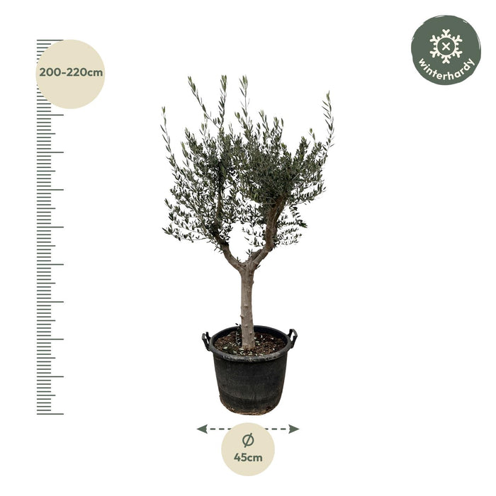 Olea Europaea Cultivo - 210cm- Ø45