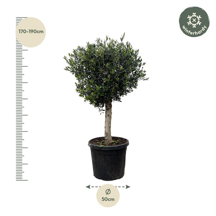 Olea Europaea Lorc - 200cm- Ø40