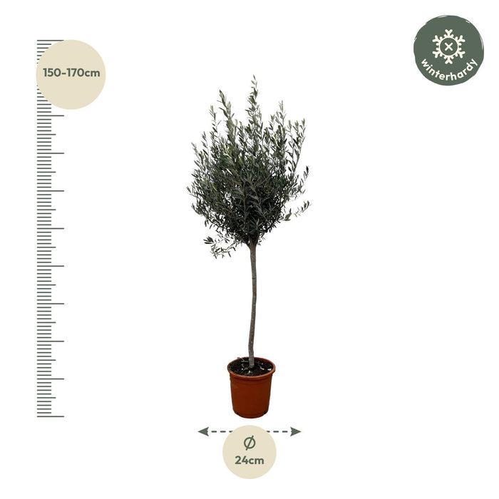 Olea Europaea op stam - 180cm- Ø30