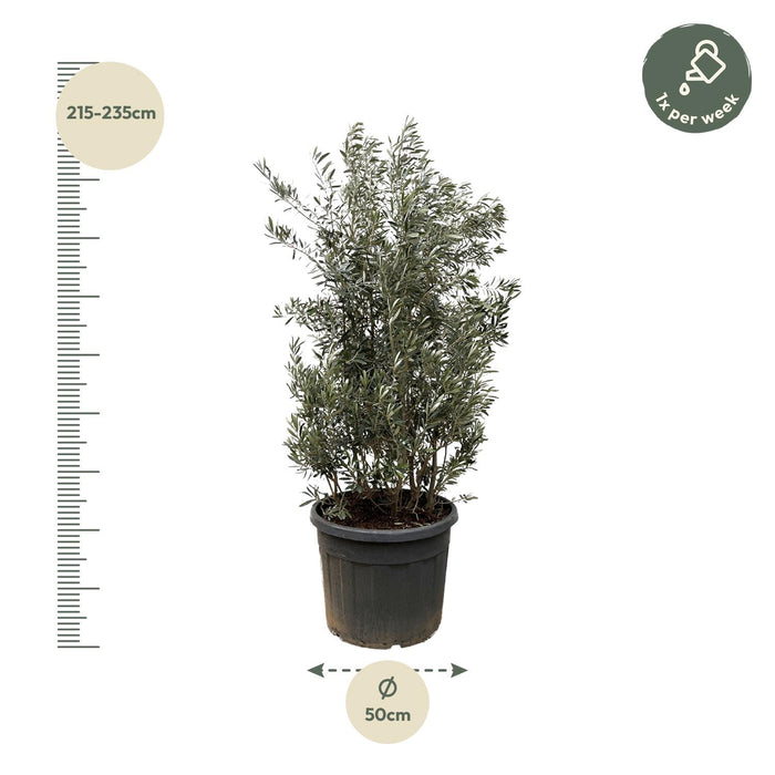 Olea Europaea struik - 225cm- Ø50