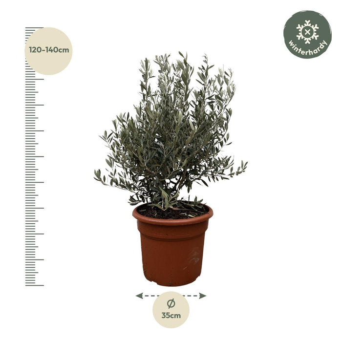 Olea Europaea struik - 130cm- ø35