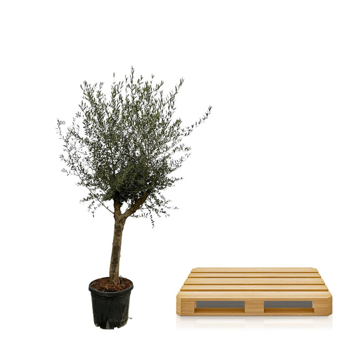 Olea Lorc - ↕220cm - Ø45cm