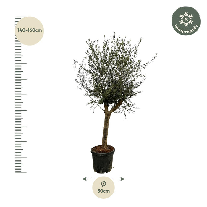 Olea Lorc - ↕220cm - Ø45cm