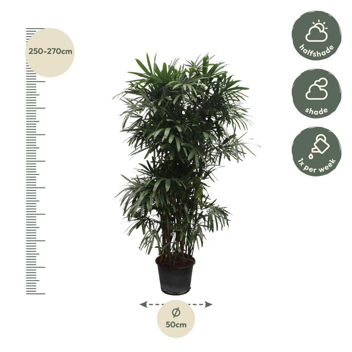 Rhapis Excelsa - ↕260cm - Ø50cm