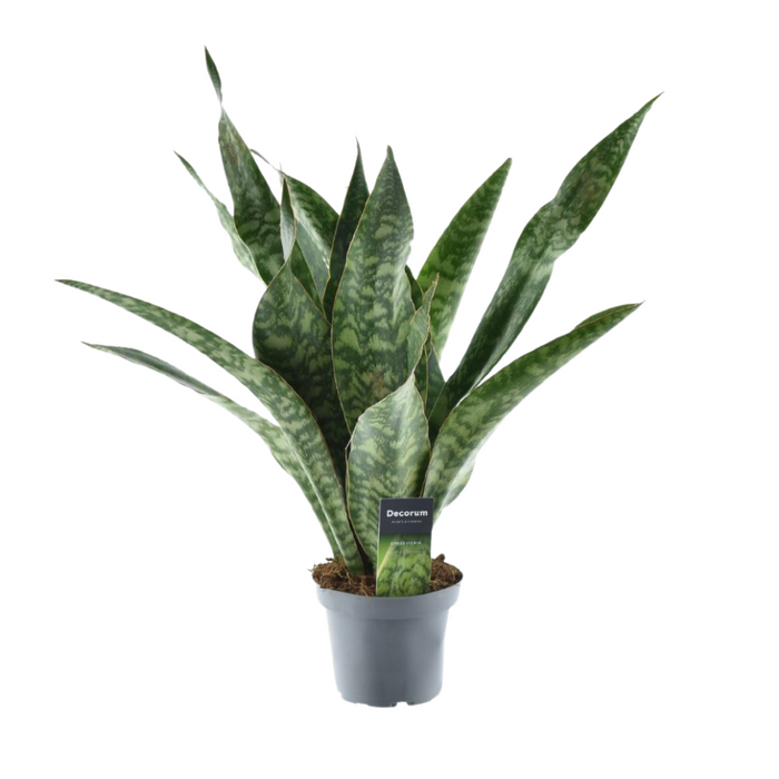 Sansevieria Aubrytniana Dragon - ↕55cm - Ø14cm