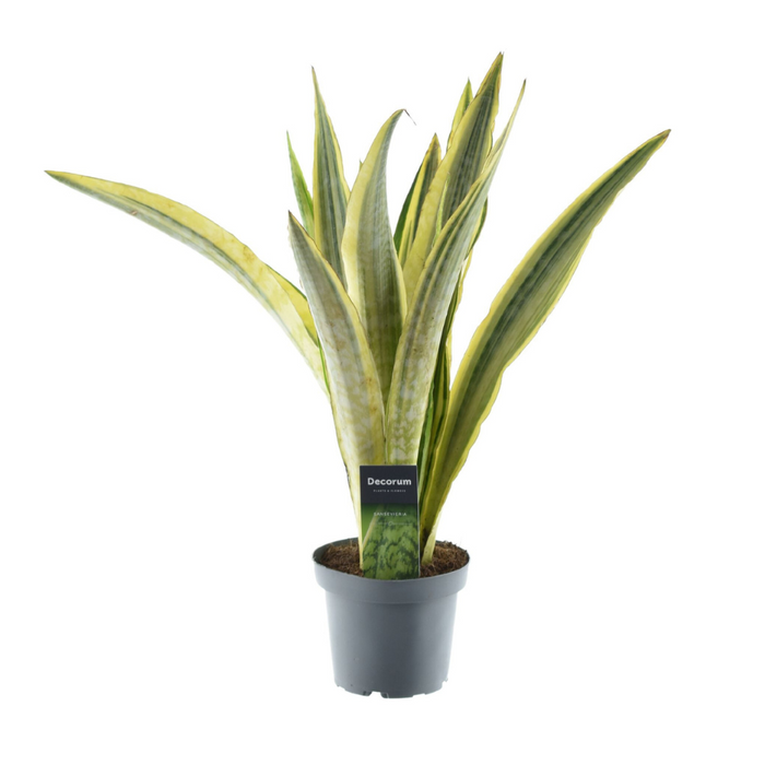 Sansevieria Aubrytniana Lauren - ↕50cm - Ø14cm