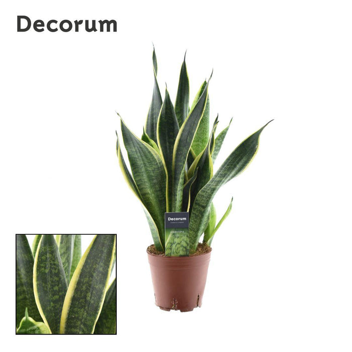 Sansevieria Futura Superba - ↕45cm - Ø14cm