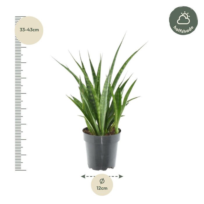 3x Sansevieria Kirkii - ↕38cm - Ø12cm