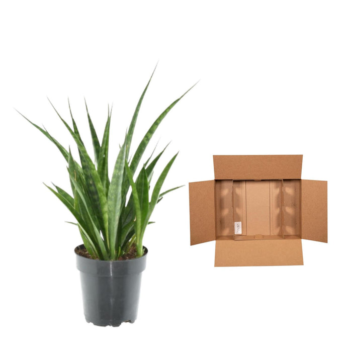 3x Sansevieria Kirkii - ↕38cm - Ø12cm