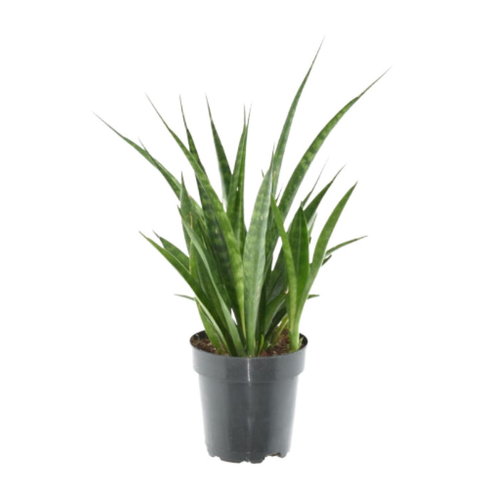 3x Sansevieria Kirkii - ↕38cm - Ø12cm