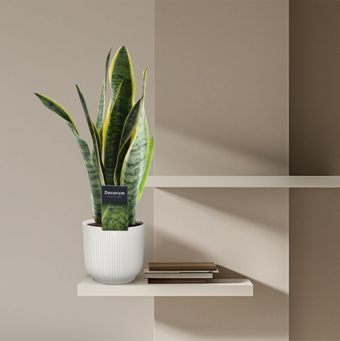 Sansevieria Laurentii - ↕45cm - Ø12cm