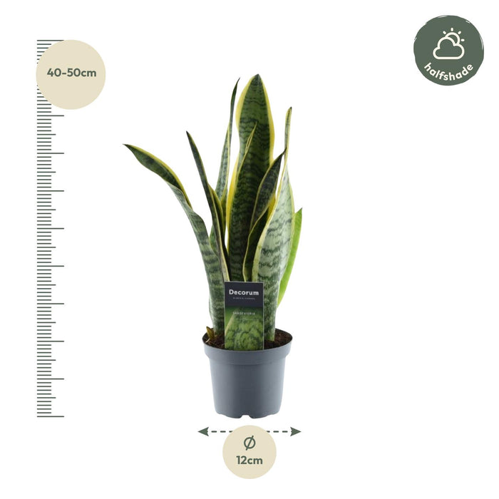 Sansevieria Laurentii - ↕45cm - Ø12cm