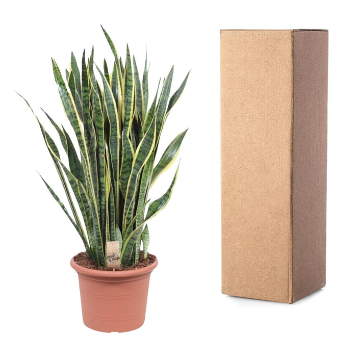 Sansevieria Laurentii - ↕100cm - Ø35cm