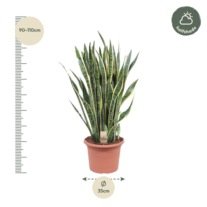 Sansevieria Laurentii - ↕100cm - Ø35cm