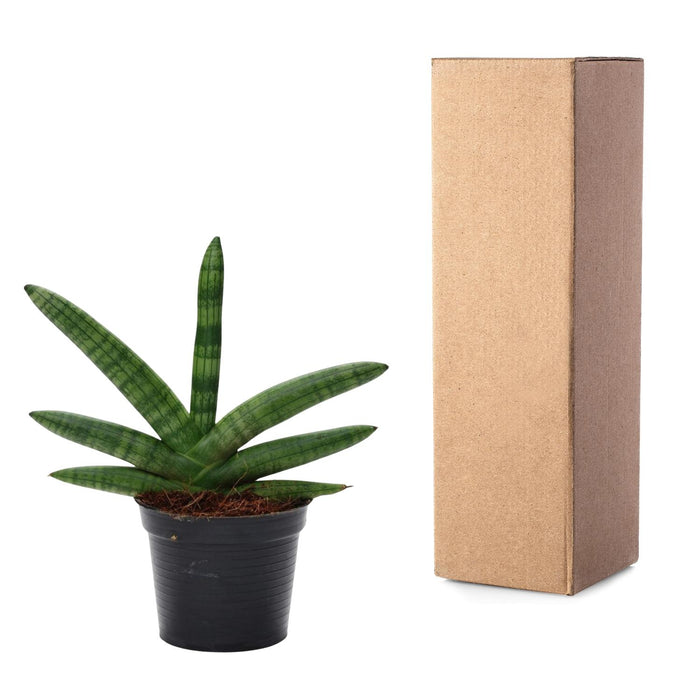 Sansevieria Skyline - ↕25cm - Ø11cm