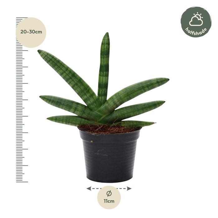 Sansevieria Skyline - ↕25cm - Ø11cm