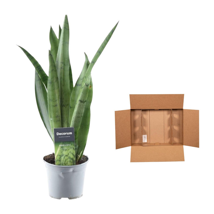 Sansevieria Spearmint - ↕45cm - Ø12cm