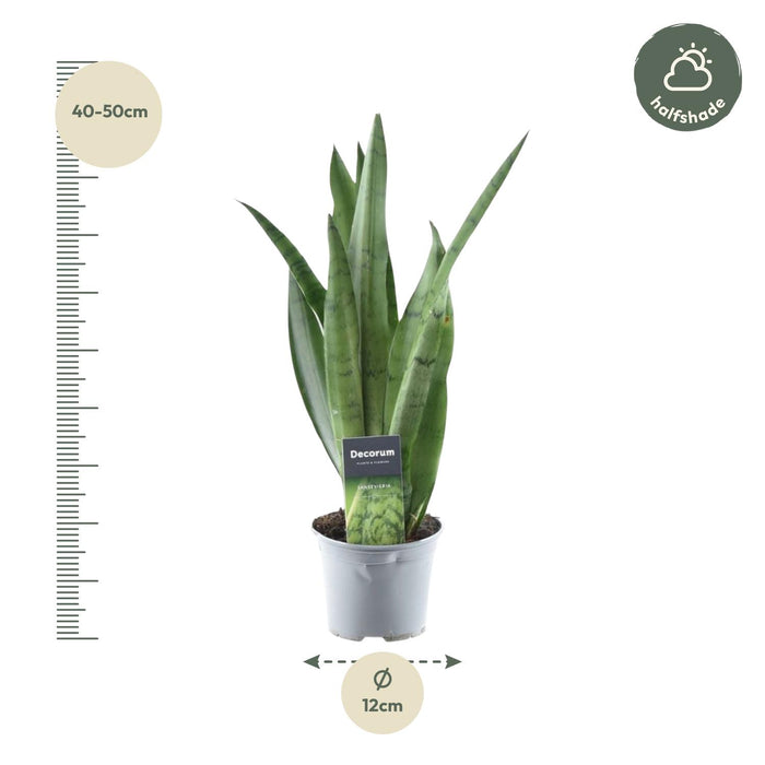 Sansevieria Spearmint - ↕45cm - Ø12cm