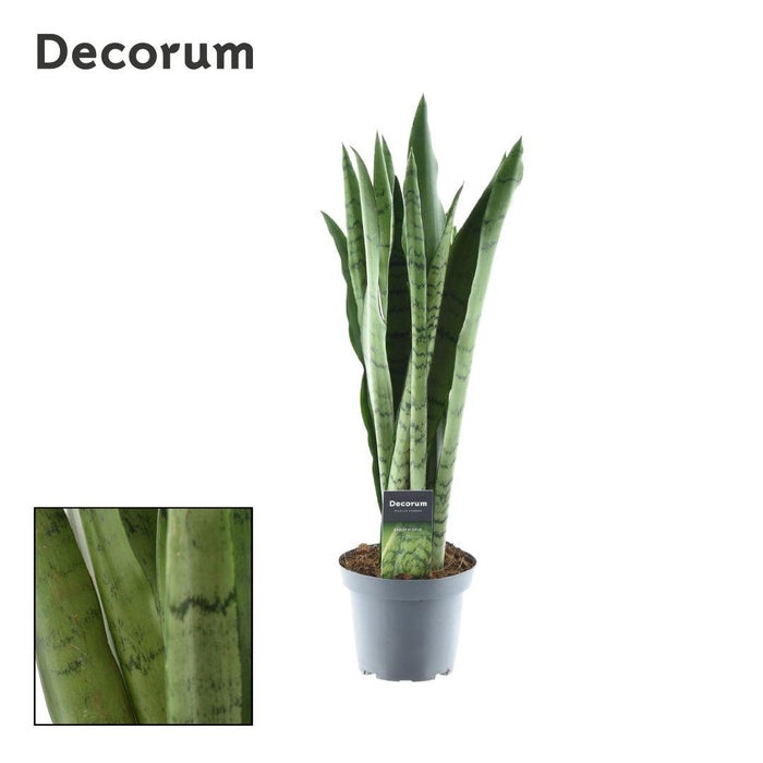 Sansevieria Spearmint - ↕55cm - Ø14cm